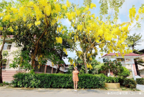 盛夏限定絕美景色，真心推薦『屏東榮民之家』滿佈天際金黃耀眼阿勃勒隧道，總是吸引旅人探尋視覺享受的幸福氛圍(花況107/05/27)