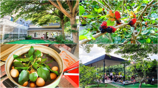 【高雄景點】大樹張媽媽桑椹休閒果園 採桑椹 喝桑椹汁 吃桑葉茶葉蛋