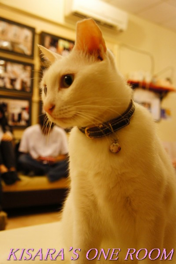 貓咪滿屋的貓.藝.家        
      