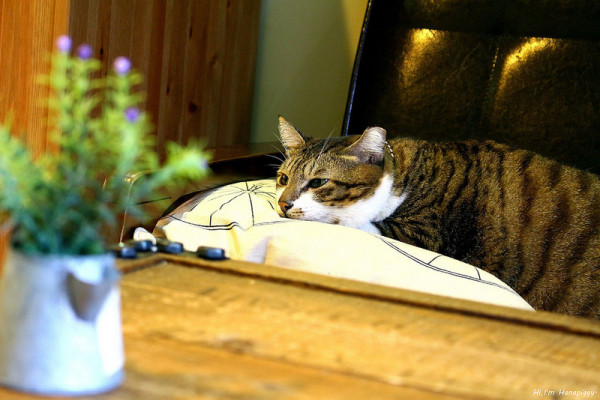 【樹林貓咖啡。豚】事啡之地，米蘭15號，提供精緻咖啡和甜點，店貓阿肥邀請大家來找牠玩！