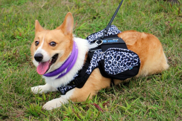 【羽諾寵物】Crazypaws瘋狂爪子外出箱/伸縮牽繩/外出胸背帶/零食              