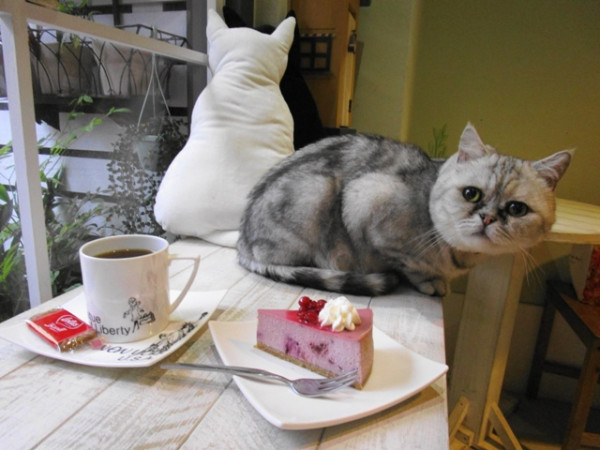 【樹林】有店貓阿肥坐鎮的自家烘焙咖啡~15 café 事.啡之地