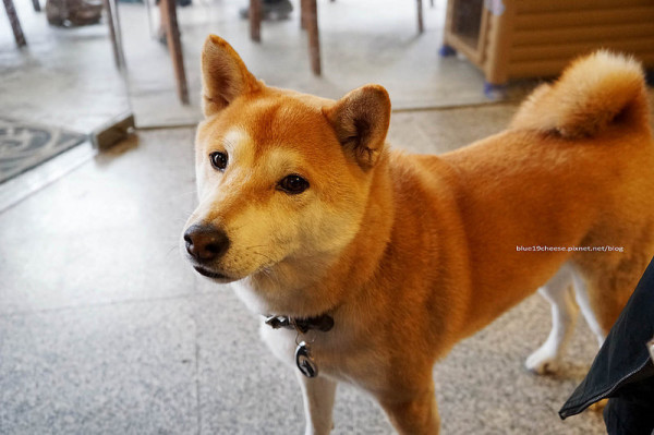 【台中南屯】Caffee Terry 義式咖啡館 - 店貓.店狗仁將.甜點咖啡.單車輕食