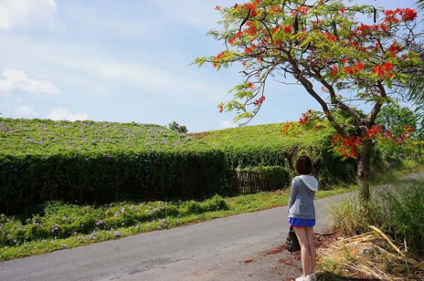 台南私密景點~紫色浪漫朝顏花房 白河蓮子大餐