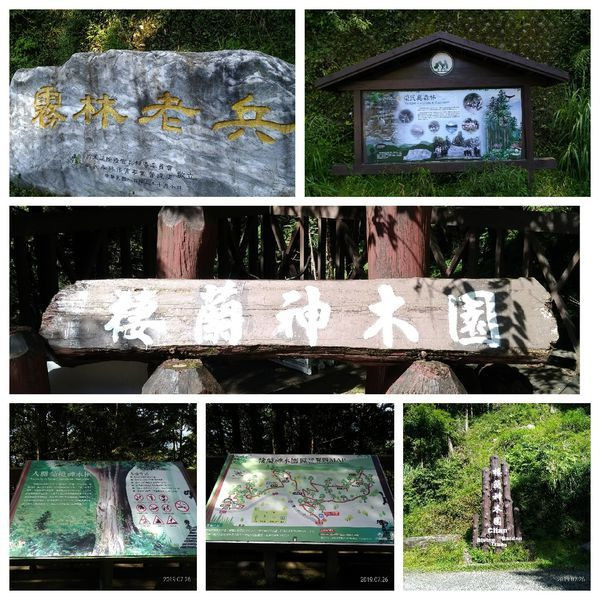 「宜蘭旅遊」棲蘭神木園，快來與神(木)同行吧!