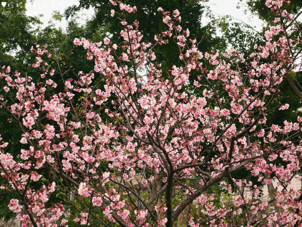 【新北-板橋區】溪北生態休閒公園櫻花開