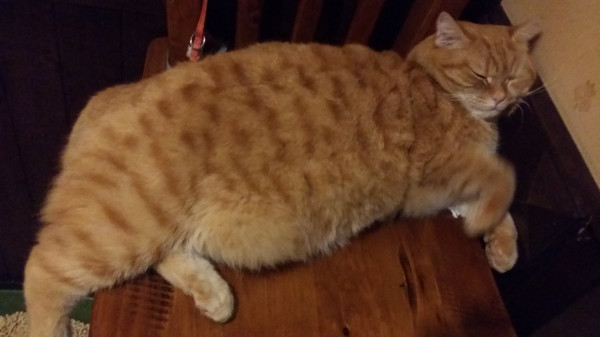 可愛爆表<吃到飽飽飽>貓町美食坊.在遊記