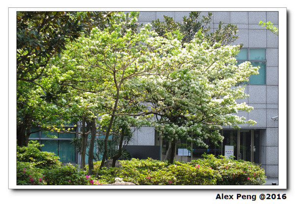 新北市-永和-四號公園 賞流蘇+三京麥面