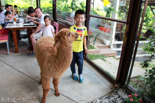 【台中美食】綠大地景觀餐廳。萌翻天的草泥馬陪吃飯
