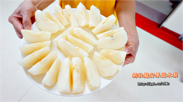 【新社龍安果園水梨】體驗團～中秋節最佳伴手禮，吃牛奶有機飼料長大，超豐碩飽滿水梨，多汁又甜，飯後最佳水果選擇