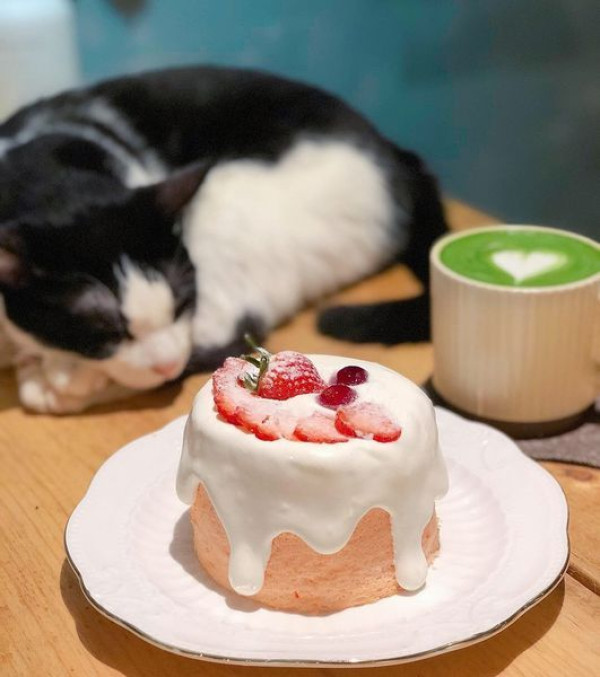 [食記]   台南 - 中西區/神農街【肥貓故事館】老宅咖啡廳，一起享受貓咪與咖啡陪伴的午後。