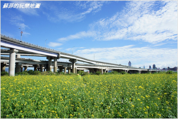 賞花。三重鴨鴨公園與油菜花美麗的相遇