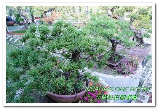 北大特區美食．下飯卻不死鹹，令人乖乖掃盤的美味中式合菜──五葉松庭園餐廳        
      