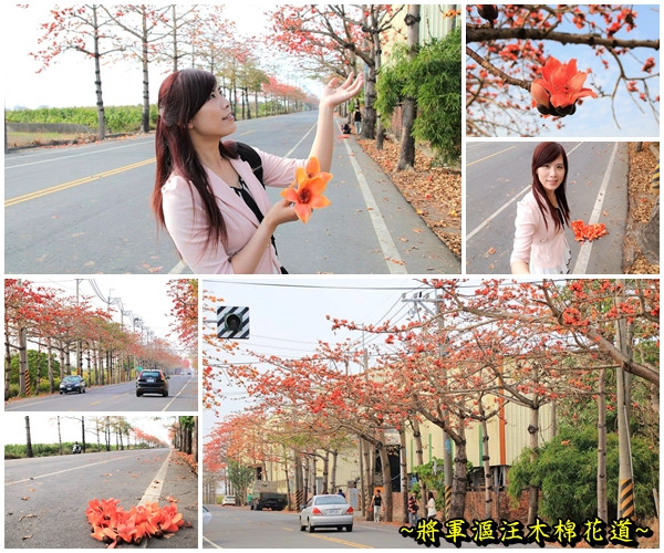  【台南景點】將軍漚汪木棉花道，火辣辣的火紅時刻，來感受陷入紅色花海的浪漫景色，享受眼前最棒的微醺美景吧        
      
