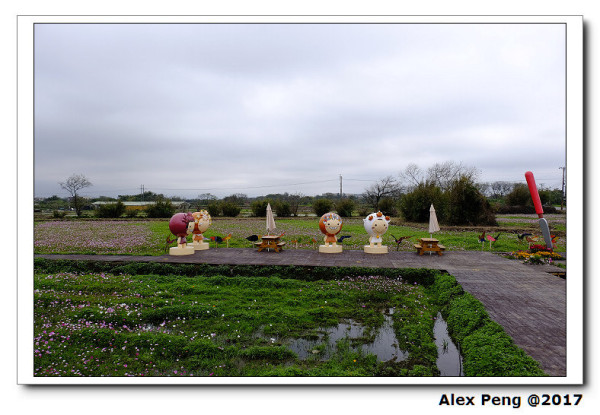 桃園市-桃園彩色海芋季+竹圍漁港-徐家嚐鮮屋魚丸店