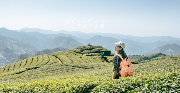 像拍廣告的茶園之境 竹林秘境︱嘉義阿里山二延平步道