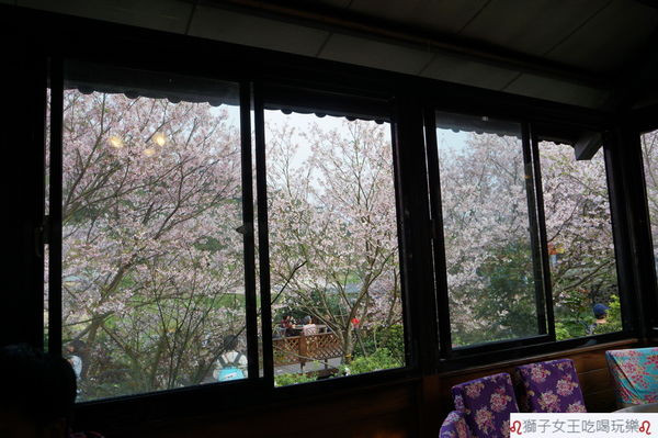 (台北●士林)陽明山內厝溪櫻木花廊&橘咖啡賞櫻下午茶~日式風~吉野櫻盛開中