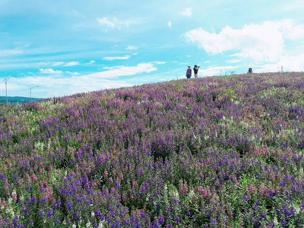 台北最新網美打卡熱點【2017關渡花海節】搭捷運賞花趣/驚艷關渡花現新天地/美的像天使的紫色天使花/洲美蜆仔港公園