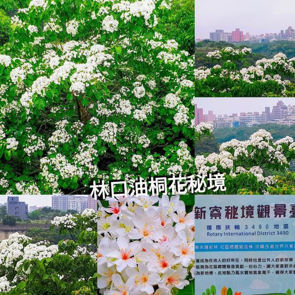 林口賞桐盛地│新寮秘境觀景台│油桐花客餐│林口新寮步道眺望台欣賞五月滿山遍谷油桐花