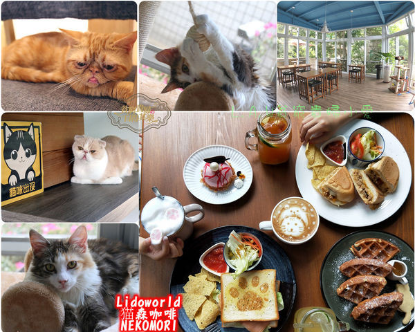 [楊梅東森山莊美食]猫森咖啡NEKO MORI CAFE/LIDO麗多寵物花鳥世界/貓咪咖啡餐廳/玻璃屋/親子互動