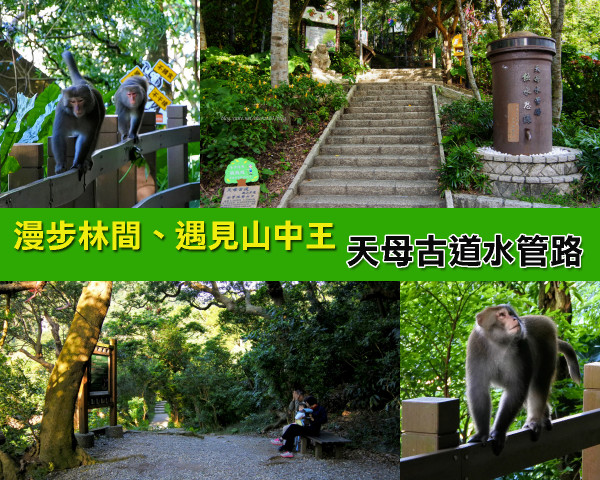 【台北市。士林區】林間步道遇見台灣獼猴@天母古道(天母水管路) 