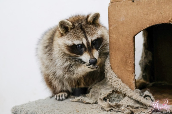 【台北美食】Touching 感溫甜點咖啡。台北超人氣浣熊咖啡廳！免飛首爾就能和可愛浣熊相見歡 - ANIKO 艾妮可美味人生