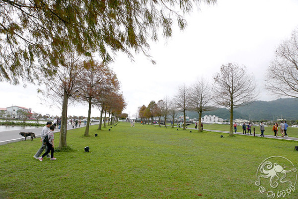 宜蘭三星【落羽松秘境】種植200棵落羽松的綠色大道，安農溪附近景點，田心橋旁！