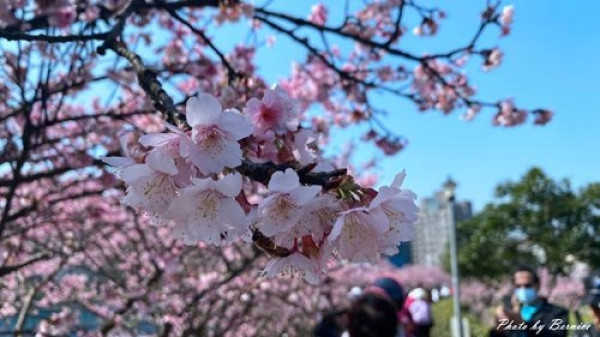 內湖樂活公園櫻花季~粉紅風暴來襲．城市賞櫻交通最便捷之處