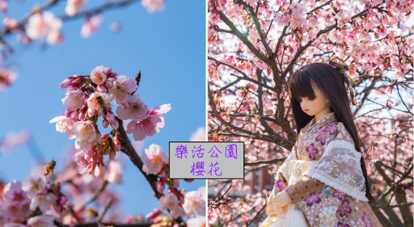 內湖樂活公園櫻花開了．搭捷運就能賞夜櫻/交通方式 | 假日農夫愛趴趴照