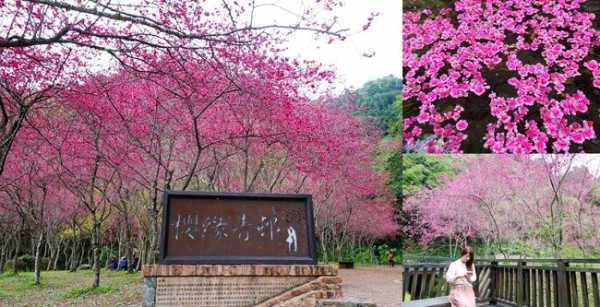 宜蘭大同鄉賞櫻景點 ▶ 台七甲2km八重櫻花林/櫻緣青邨 ▶ 2021台七甲八重櫻 最新花況 宜蘭最美櫻花公路、賞櫻秘境!