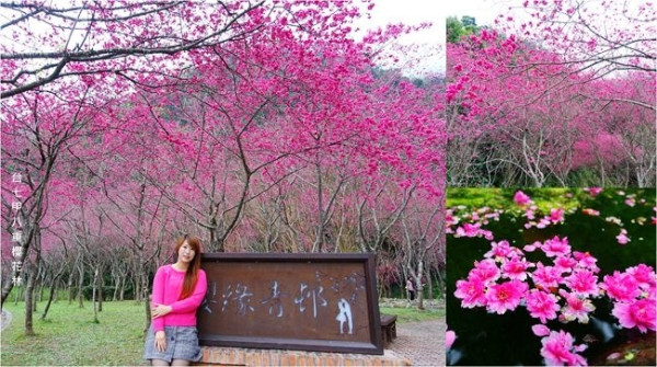 宜蘭賞櫻景點 ▶ 台七甲八重櫻花林 ▶宜蘭大同賞櫻秘境、櫻花公路 嫣紅一片讓人陶醉  2019最新花況、地點!