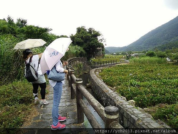 陽明山竹子湖賞花步道與文學步道／故鄉海芋農園附設餐廳午餐