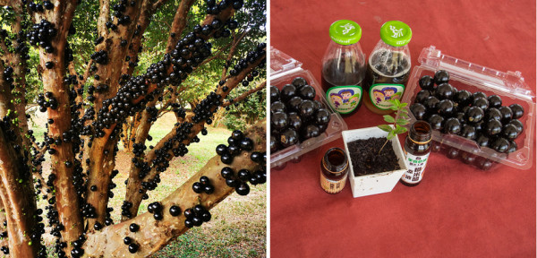 埔里景點|果寶歡酵有機嘉寶果農場．體驗採樹葡萄樂趣/DIY - 假日農夫愛趴趴照