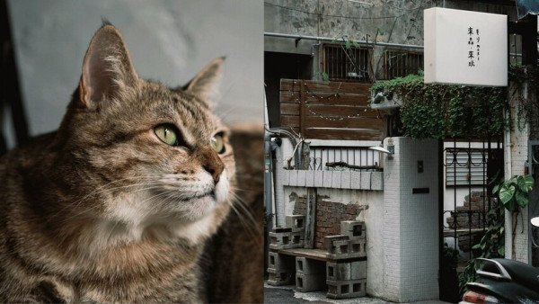 來森もり｜台中老宅甜點，精誠路美食，還有肥貓店長伴你過假日