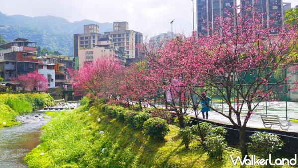 賞櫻景點快筆記！全台23個「賞花景點」花況全攻略，賞櫻花、必看鬱金香、必拍炮仗花海通通要讓網美們手刀打卡IG。