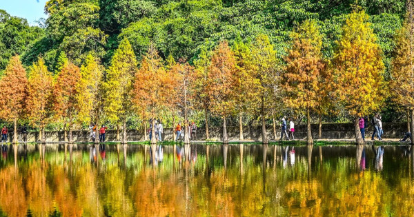 桃園落羽松免費拍！大溪美景「370棵落羽松天空之鏡」可免費停車。