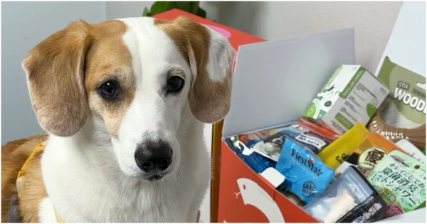 寵物公園「蛇麼都有新年福箱」新春優惠活動，滿額抽招財黃金、iPhone16。