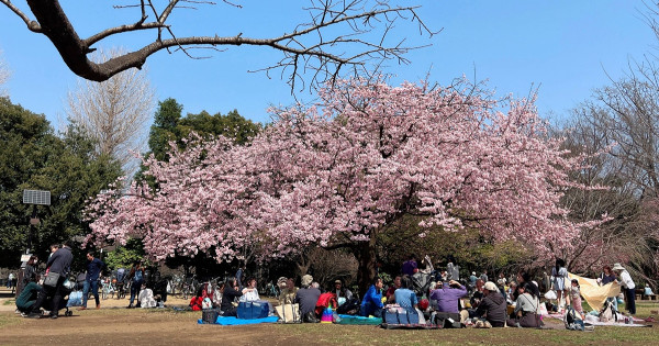 東京吉祥寺櫻花綻放，來一趟井之頭恩賜公園的西園體驗道地的日式午後賞櫻時光。