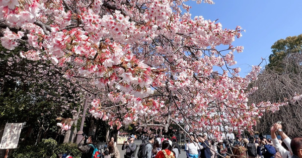 東京上野恩賜公園賞櫻一日遊，體驗屬於東京春天的獨家櫻花景色和美食。