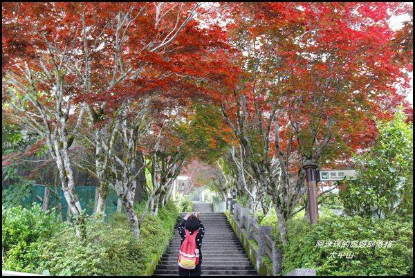 宜蘭大同。太平山的春天楓紅了。毛地黃花開了