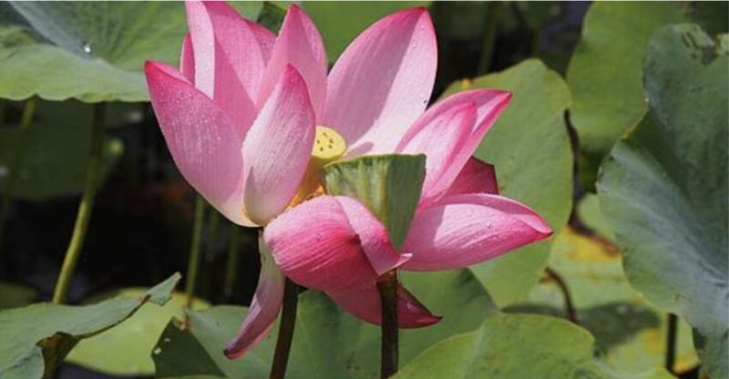 新北樹林山佳荷花池！夏日賞荷祕境，交通便利、鞦韆美拍，體驗荷葉效應～