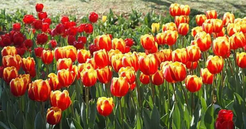 北部最早鬱金香盛開！台北花卉試驗所夢幻花海，梅花 茶花隧道台北賞花秘境。