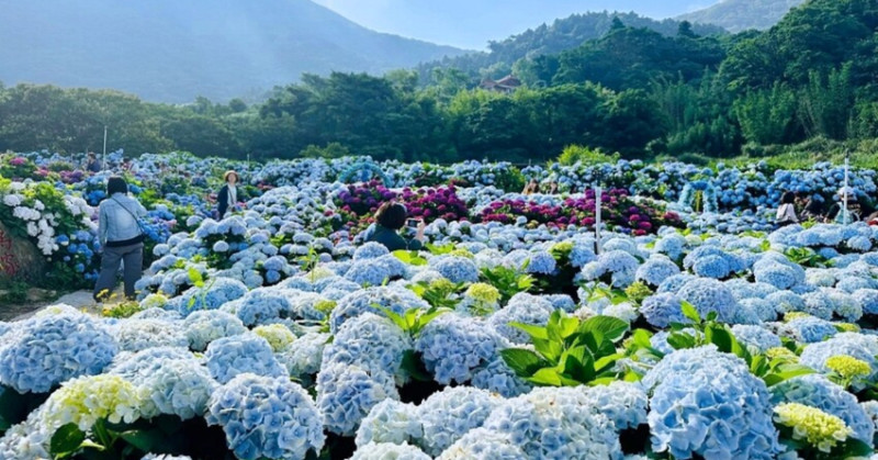 2025高家繡球花田！竹子湖 萬里雙園區8000坪花海盛開，交通門票一覽。