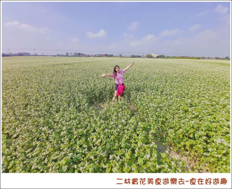 彰化景點|來去二林賞花吃美食，半日遊一日遊行程任您排，一起出門走走散散心吧!!(#二林蕎麥花田、#美人樹花、#傳統美食)11月賞花
