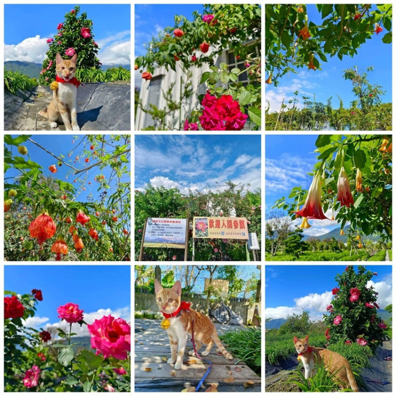 【花蓮.吉安】免費景點推薦。嘉德花田秋季限定扶桑花+百合+紅薔薇。寵物友善