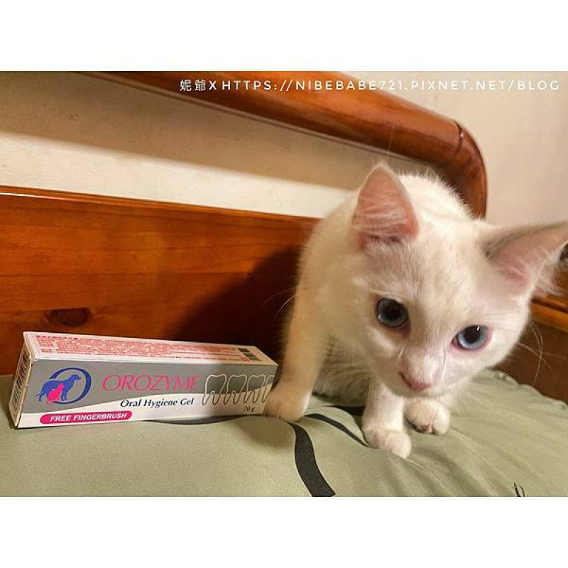 [寵物用品] 毛孩口臭背後原因竟然這個！害淨犬貓免洗牙膏簡單好上手 使用心得分享