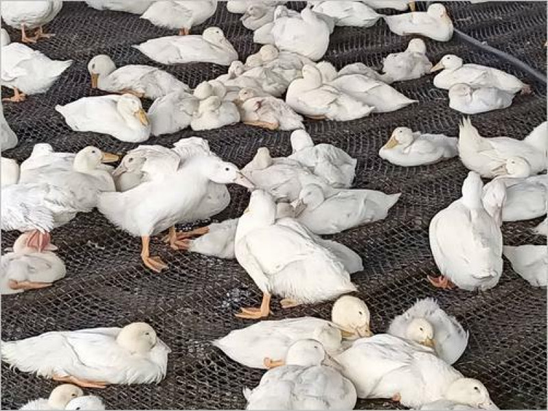 宜蘭一日遊「甲鳥園」「璽緣餐館」「光腳丫包棟民宿」「古亭穀倉」親子旅遊首選