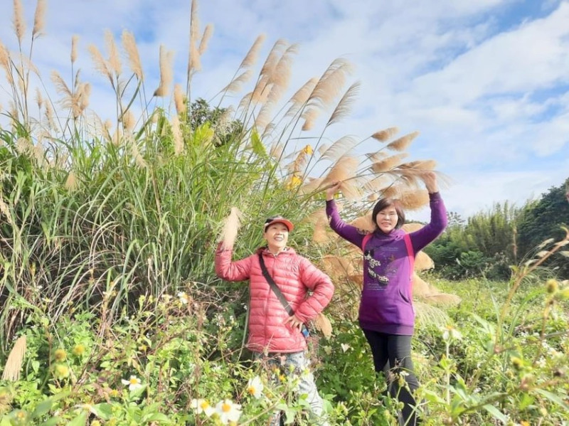 三訪大溪景點-落羽松大道˙浪漫台三線-陽光.遊客.小販.人手一機捕捉這片自然美景