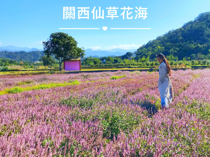 關西仙草花。關西仙草花節。仙草奇緣。南山大橋。不用到桃園，這裡也可以欣賞到美麗的仙草花海