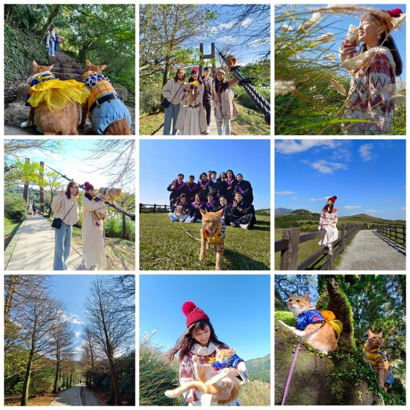 【台北.陽明山】冷水坑賞落羽松走至擎天崗大草原步道賞芒草。秋季限定美景貓貓森林寫真